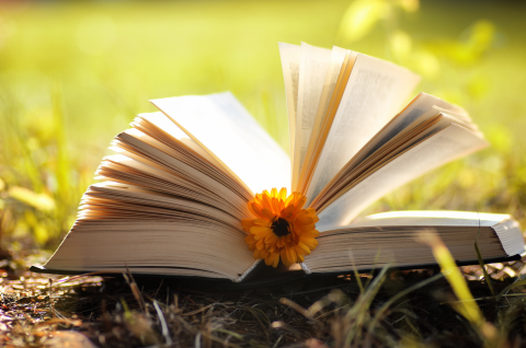 «Книжное лето»